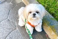 【いったいどういう？】トリミングサロンに着いた直後の「犬の様子」が話題　「賢い」「ウケる」