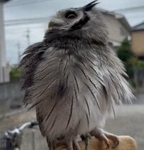 【物足りないフクロウ】ぷく～っと膨らんだ後→「思ってたのと違う」天を仰ぐ表情に笑ってしまう