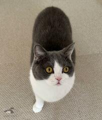 あどけない表情で見上げる猫さん　飼い主さんが褒め称えた理由に納得！