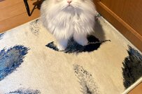 悶絶の出勤阻止　テクテク歩いて来た猫が…切なすぎる訴えに反響