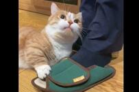 大好きな飼い主の帰宅に、猫ちゃんは……モップと化した「歓迎」に爆笑の声