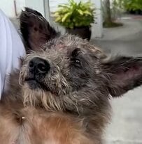 眉間に大きな傷を負い視力の9割を失った犬 手術と治療を乗り越え新しい家族のもとへ 