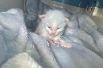 子猫の保護主が『最初に撮影した1枚』　SNSで注目浴びる