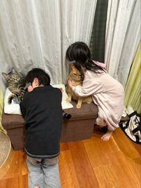 子どもと保護猫達の「就寝前ルーティン」　あまりに平和な光景に4万いいね