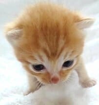 【子猫→成長後】大人になった猫の“見事な寝顔”に思わず爆笑！「もはや仙猫さまだ」