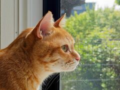 出窓で家族を「お出迎え」する猫　しかし…「貫通」している姿に笑ってしまう