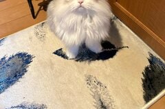悶絶の出勤阻止　テクテク歩いて来た猫が…切なすぎる訴えに反響