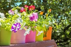 【夏のガーデニング】猛暑に負けない！草花を枯らさない〈夏のお世話〉ポイント6つ