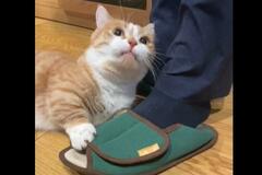 大好きな飼い主の帰宅に、猫ちゃんは……モップと化した「歓迎」に爆笑の声