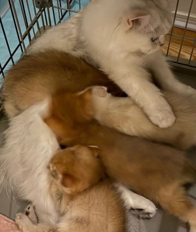 母猫のお腹に顔をうずめる子猫たち
