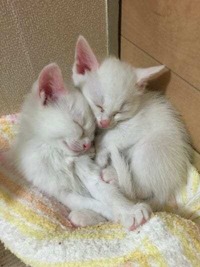 お迎え当日の2匹