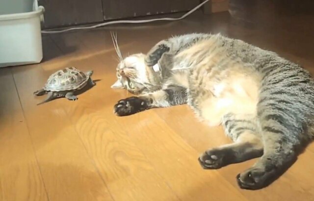 【癒され動画】亀が猫の前足にチュッチュ！種族を超えた絆にほっこり