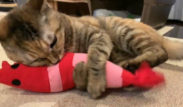 やめられない！ぬいぐるみを必死にケリケリする猫ちゃんが可愛すぎていいねの嵐！
