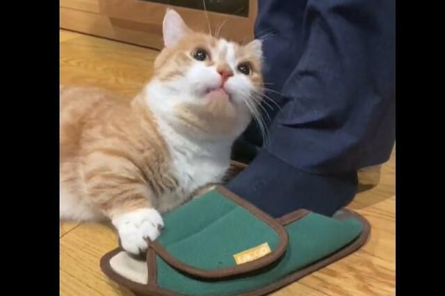 大好きな飼い主の帰宅に、猫ちゃんは……モップと化した「歓迎」に爆笑の声