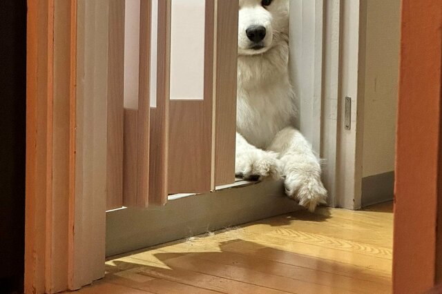 「見てる」シロクマみたいなサモエド犬さんが送る「圧」が可愛い