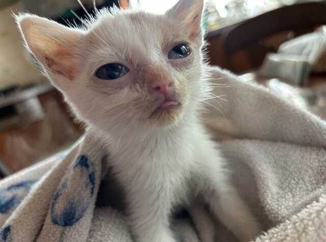 【長くはないと思われた子猫】1歳を迎えた姿に感動　「大切に愛されたのがわかる」