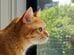 出窓で家族を「お出迎え」する猫　しかし…「貫通」している姿に笑ってしまう