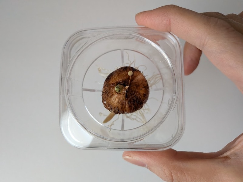 ダイソー　球根栽培ベース