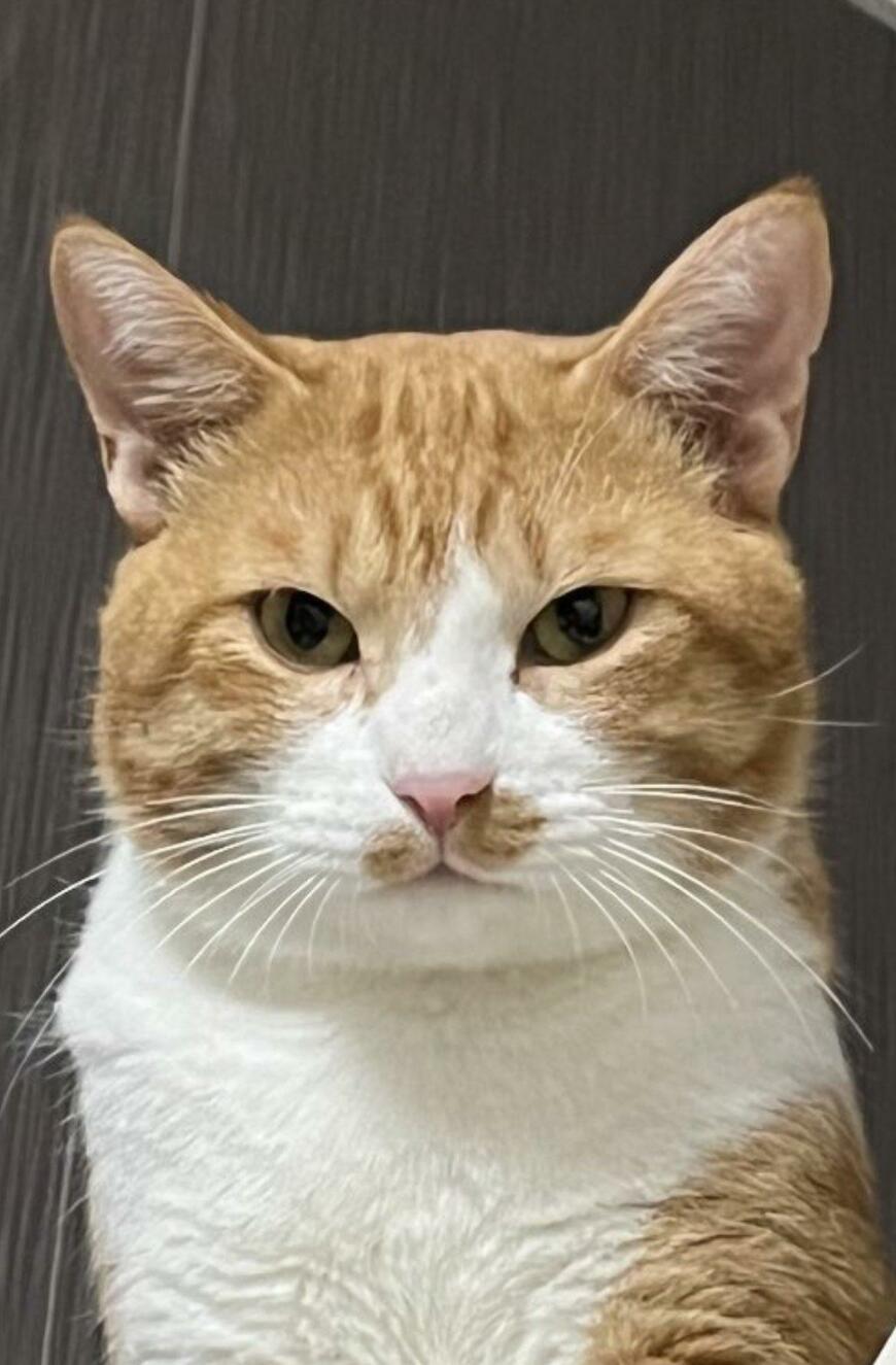 出所：@Neko2Obasan