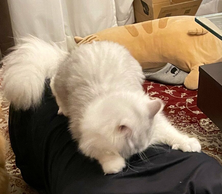 出所：@NEKOLAND13