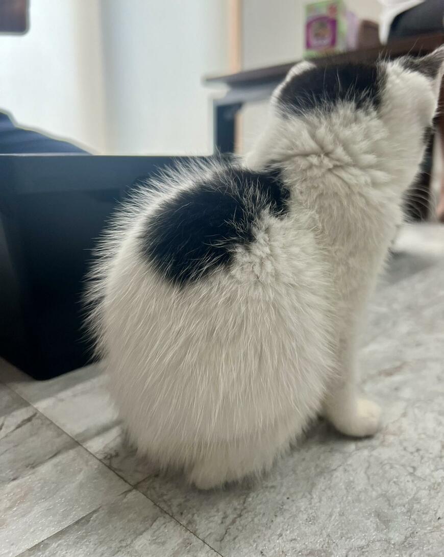 出所：@omochi_nam01