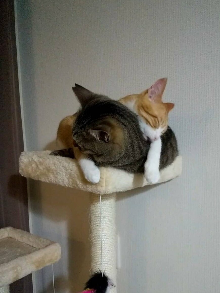 出所：@mero627puri914