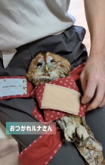 出所:@mori_luna_tawny_owl