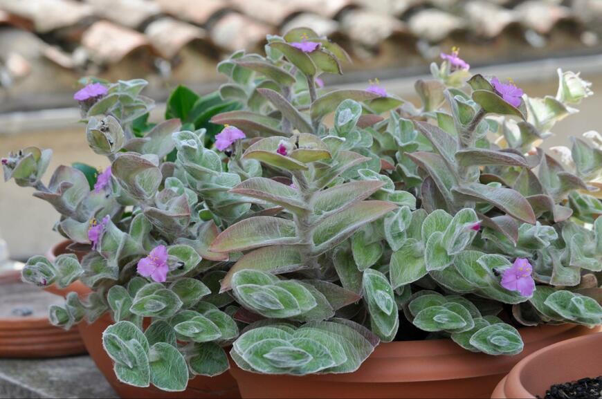 Jackeline Torres Garcia/shutterstock.com