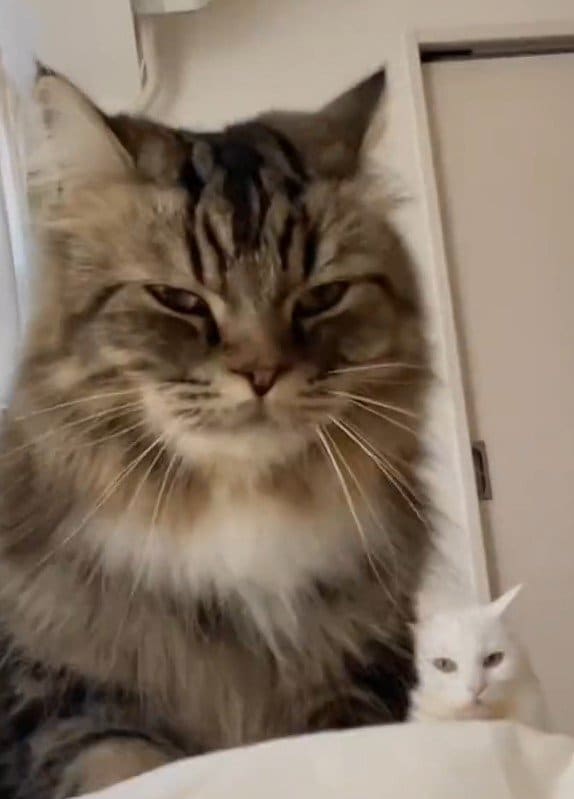 出所：@meltube_cat