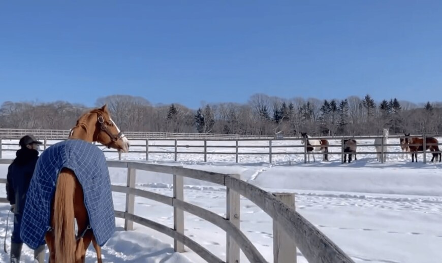 出所：うらかわ優駿ビレッジAERUツイッターアカウント