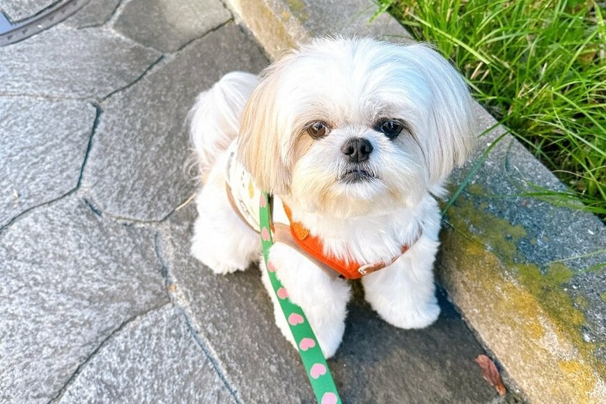 【いったいどういう？】トリミングサロンに着いた直後の「犬の様子」が話題　「賢い」「ウケる」