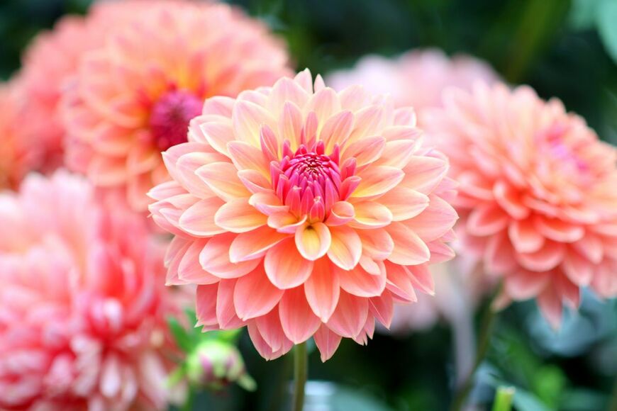 junko nishimoto/shutterstock.com