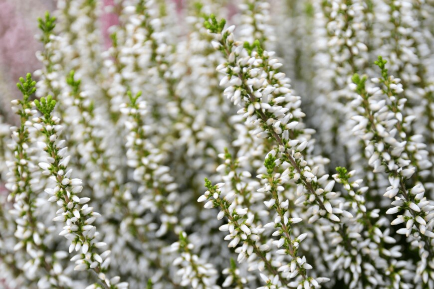 svf74/shutterstock.com