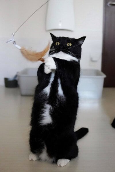 出所：＠unicouniuni3