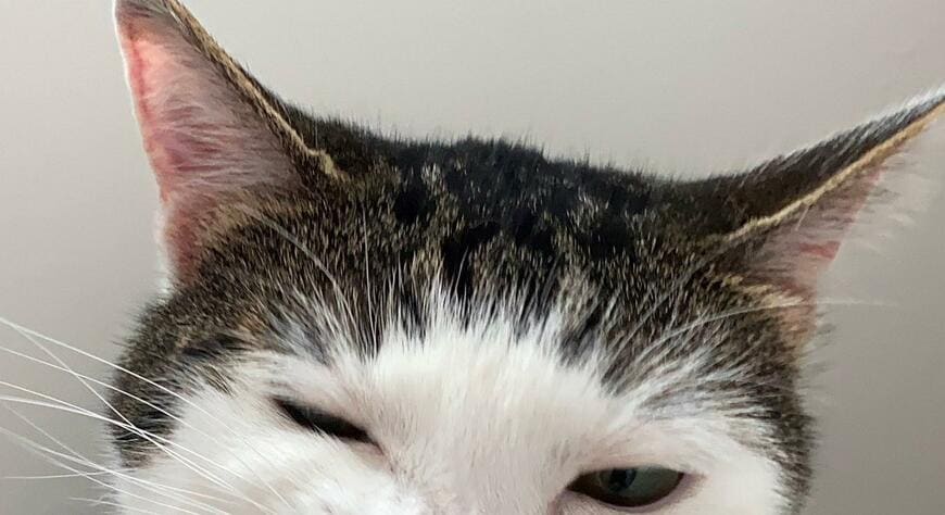 出所：@Saeroyi_cat