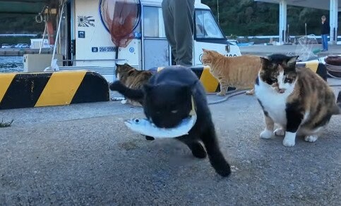 出所：@ImpressedCatVideo