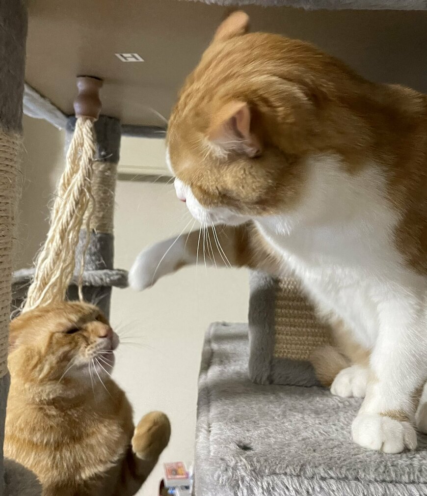 出所：@Beercat_Ana_Dar