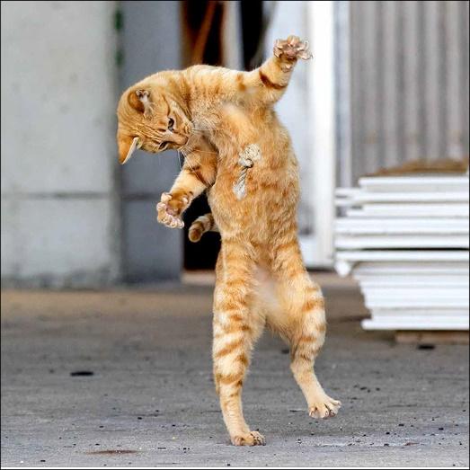 出所：辰巳出版株式会社『必死なネコがかわいすぎる 毎年人気の『必死すぎるネコカレンダー』が今年も発売』