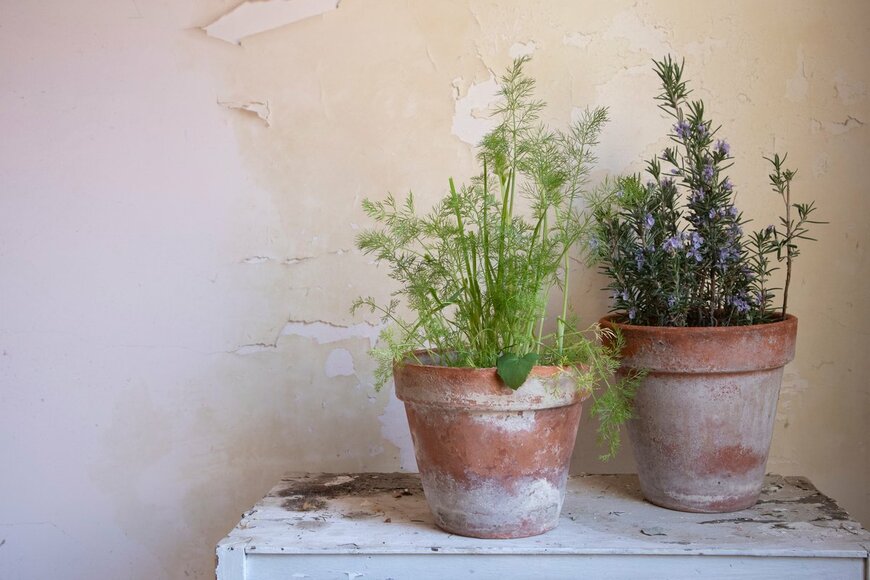 左がフェンネル、右はローズマリー（Nicoletta Fornaro/Shutterstock.com)