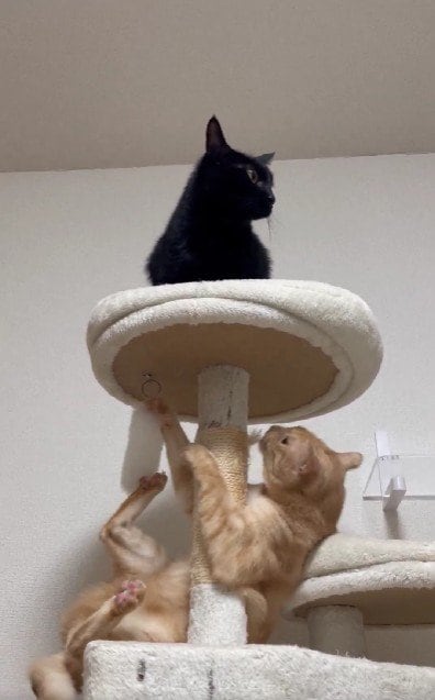 出所：＠Teagle_Noir