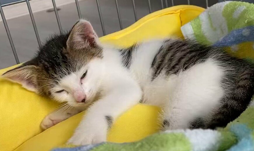 出所：@Saeroyi_cat