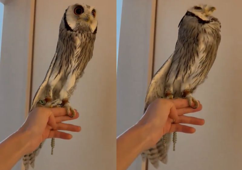 出所：@purinon2929k