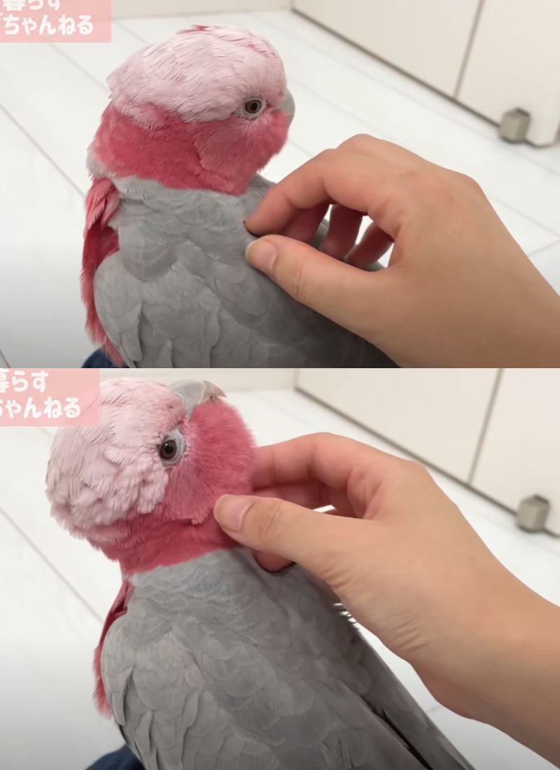 出所：@anz_omomiri