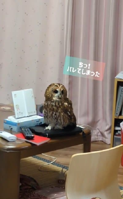 出所:@mori_luna_tawny_owl