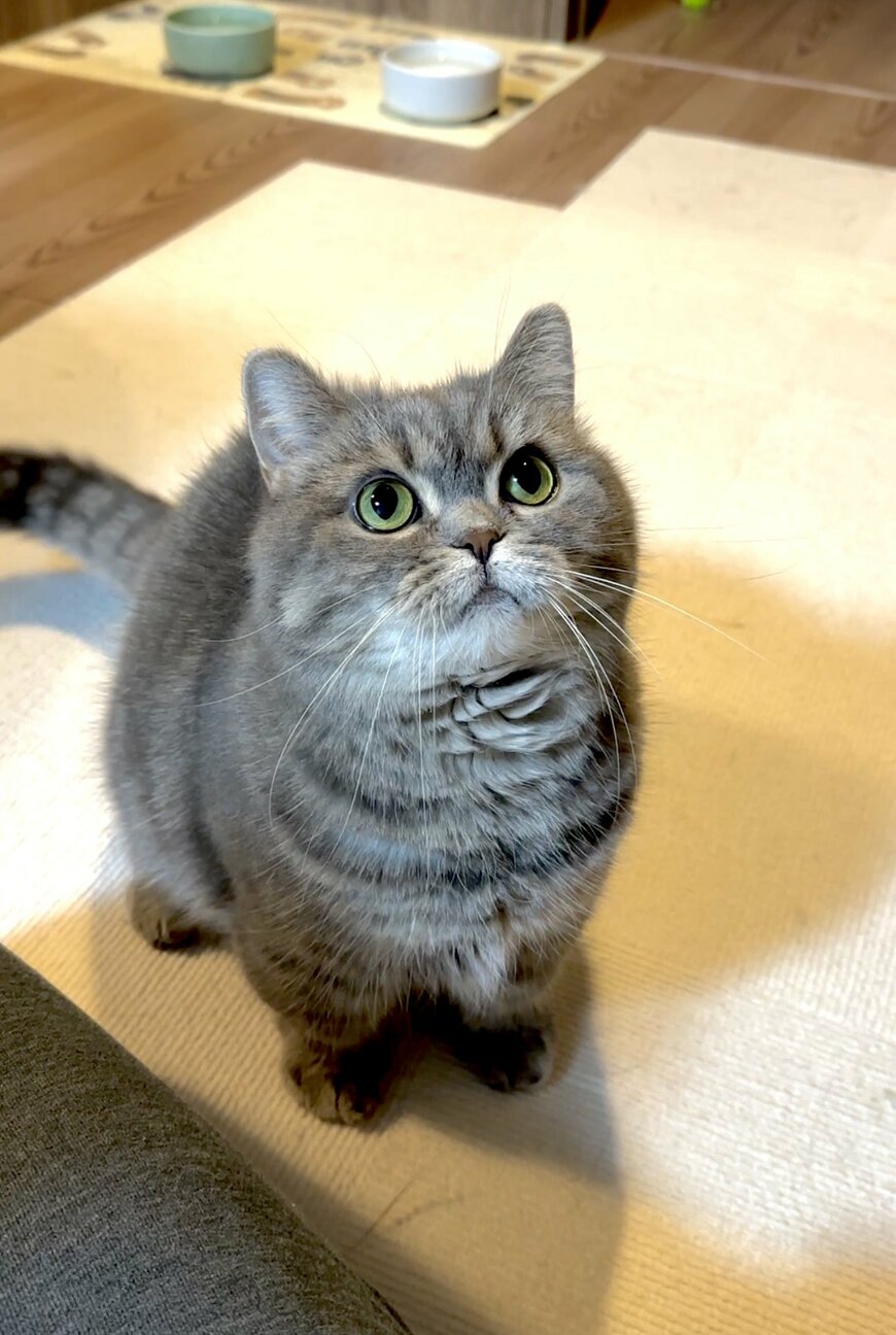 出所：@himaritomugi