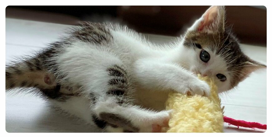 出所：@Saeroyi_cat