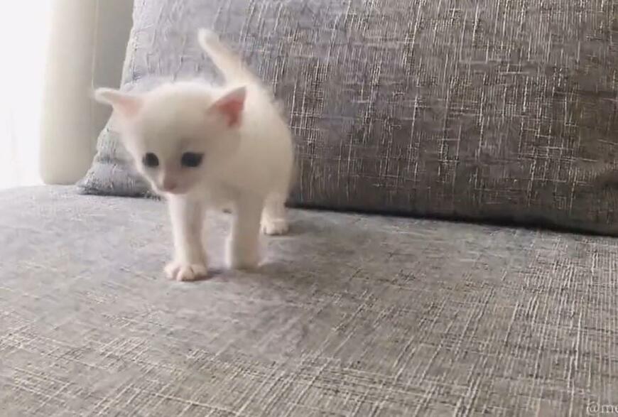 出所：@meltube_cat