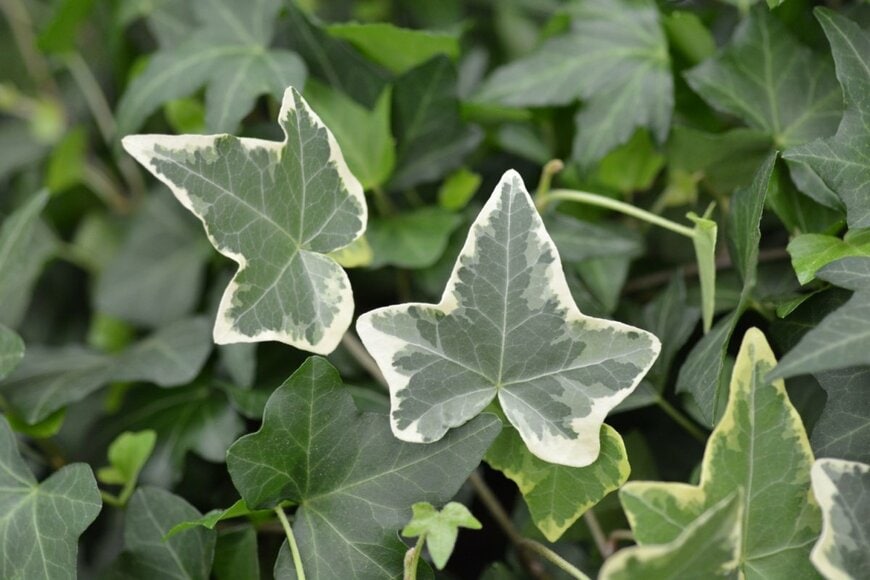 Nahhana/shutterstock.com