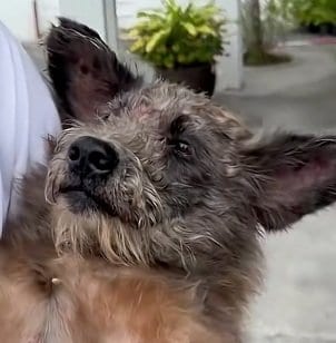 眉間に大きな傷を負い視力の9割を失った犬 手術と治療を乗り越え新しい家族のもとへ 