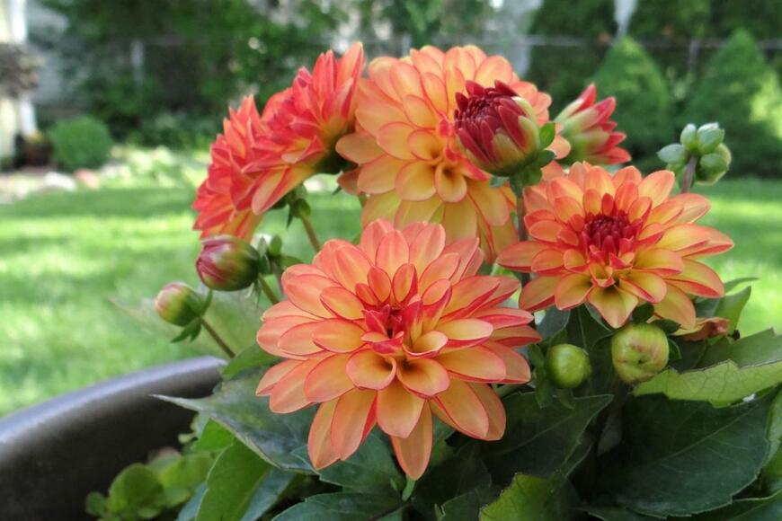 Donna Ochoa/shutterstock.com